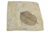 Fossil Birch Leaf (Betula) - Montana #262255-1